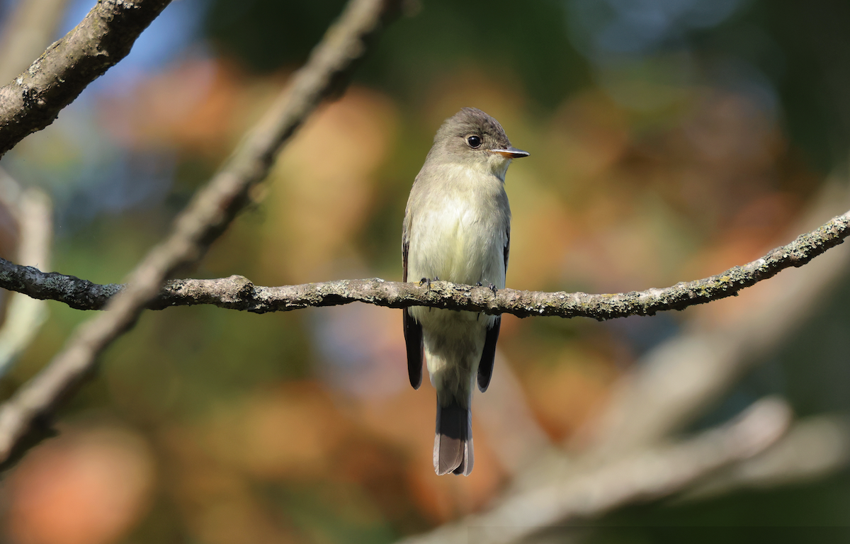 Eastern Wood-Pewee - ML642351054