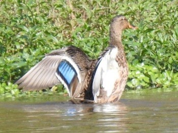Mallard - ML642351080