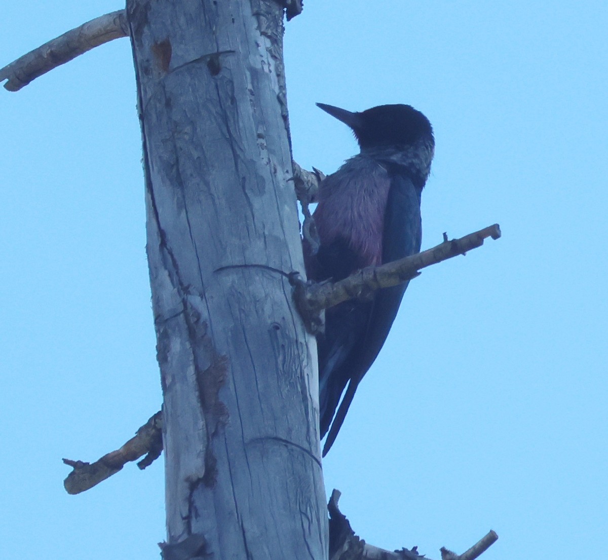 Lewis's Woodpecker - ML642351087