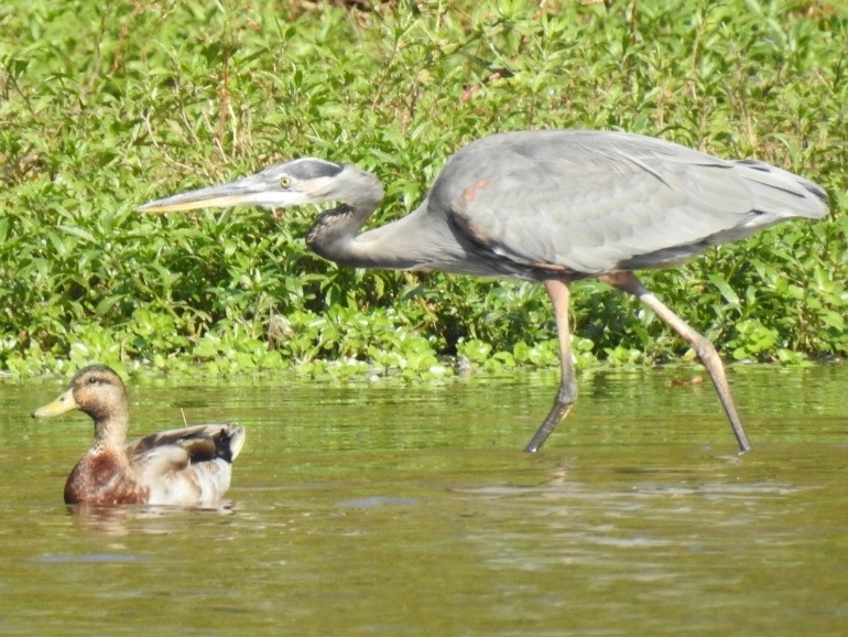 Great Blue Heron - ML642351113
