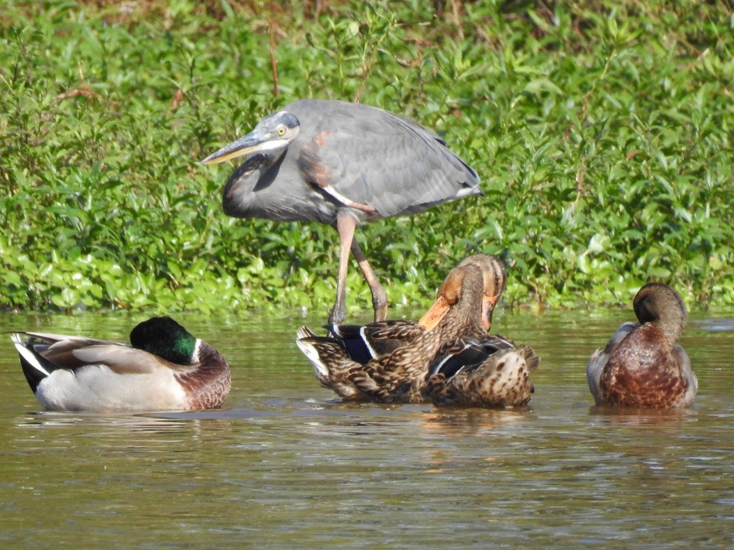 Great Blue Heron - ML642351114