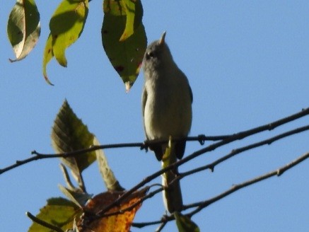 Blue-gray Gnatcatcher - ML642351124