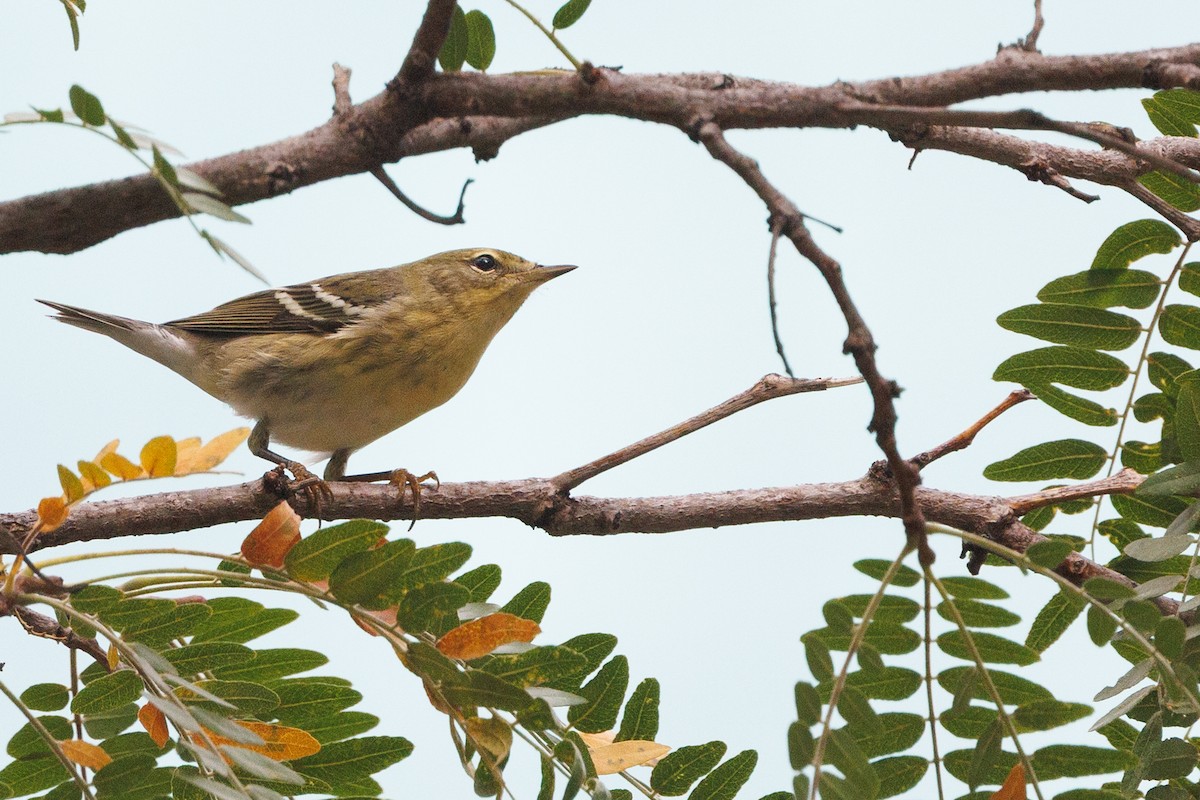 Blackpoll Warbler - ML642351125