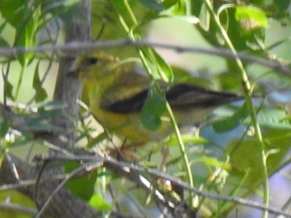 American Goldfinch - ML642351127