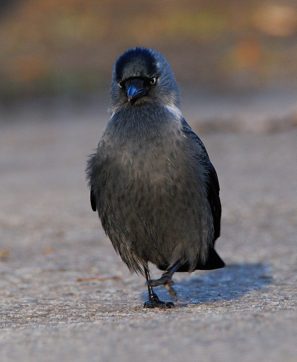 Eurasian Jackdaw - ML642351131