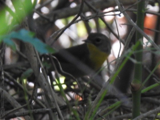 Common Yellowthroat - ML642351132