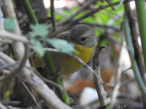 Common Yellowthroat - ML642351133
