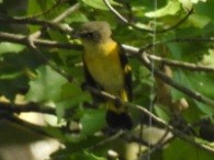 American Redstart - ML642351143