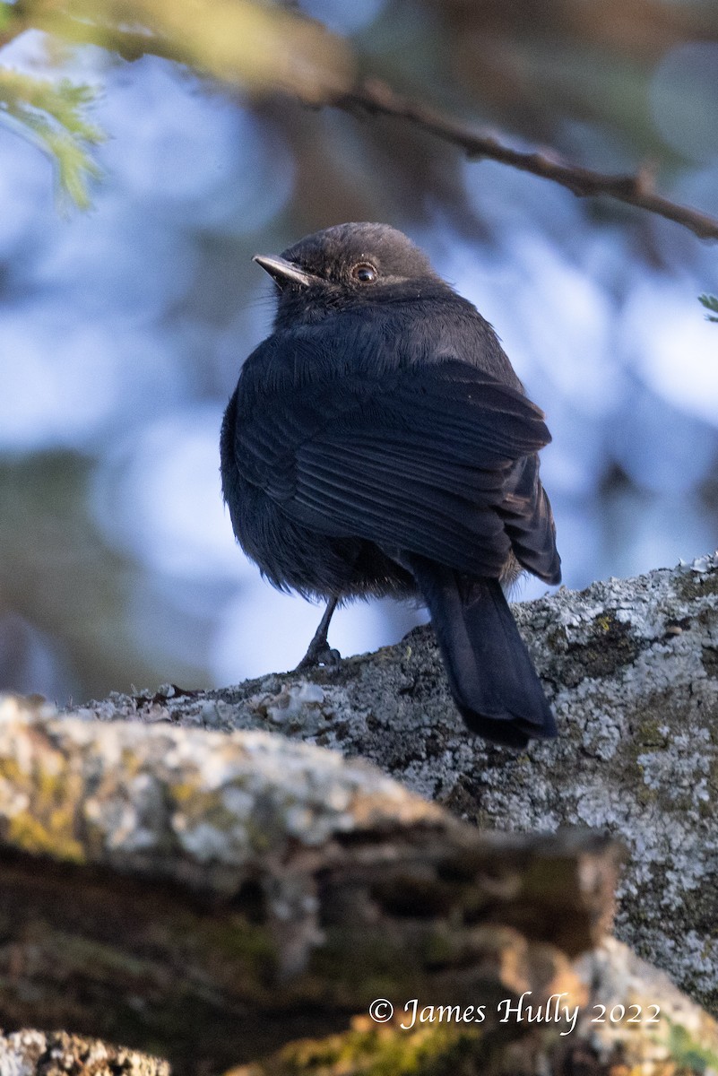 Northern Black-Flycatcher - ML642351158