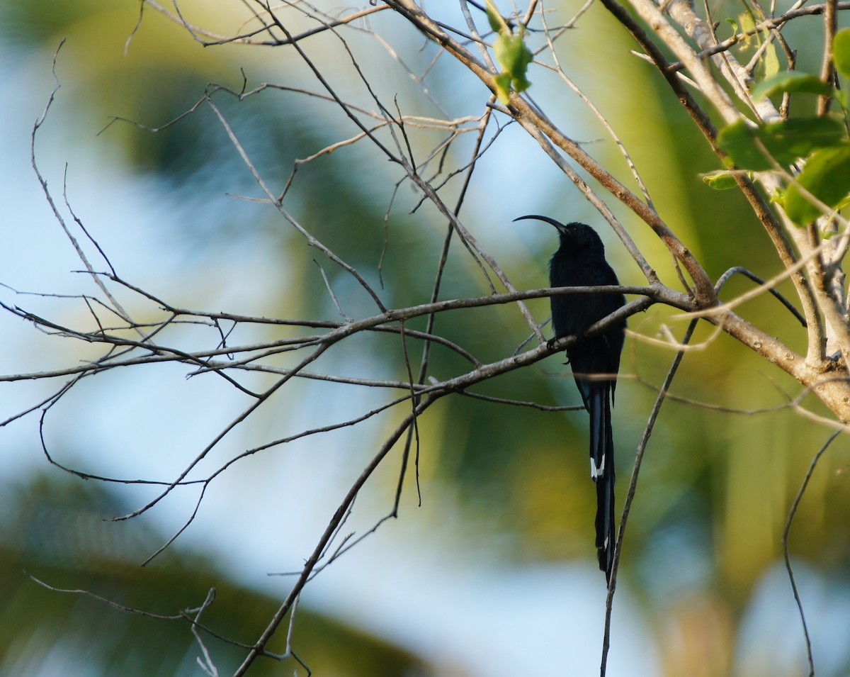 Common Scimitarbill - ML642351195