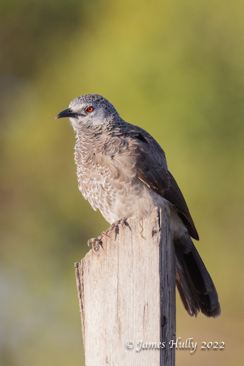 White-rumped Babbler - ML642351196