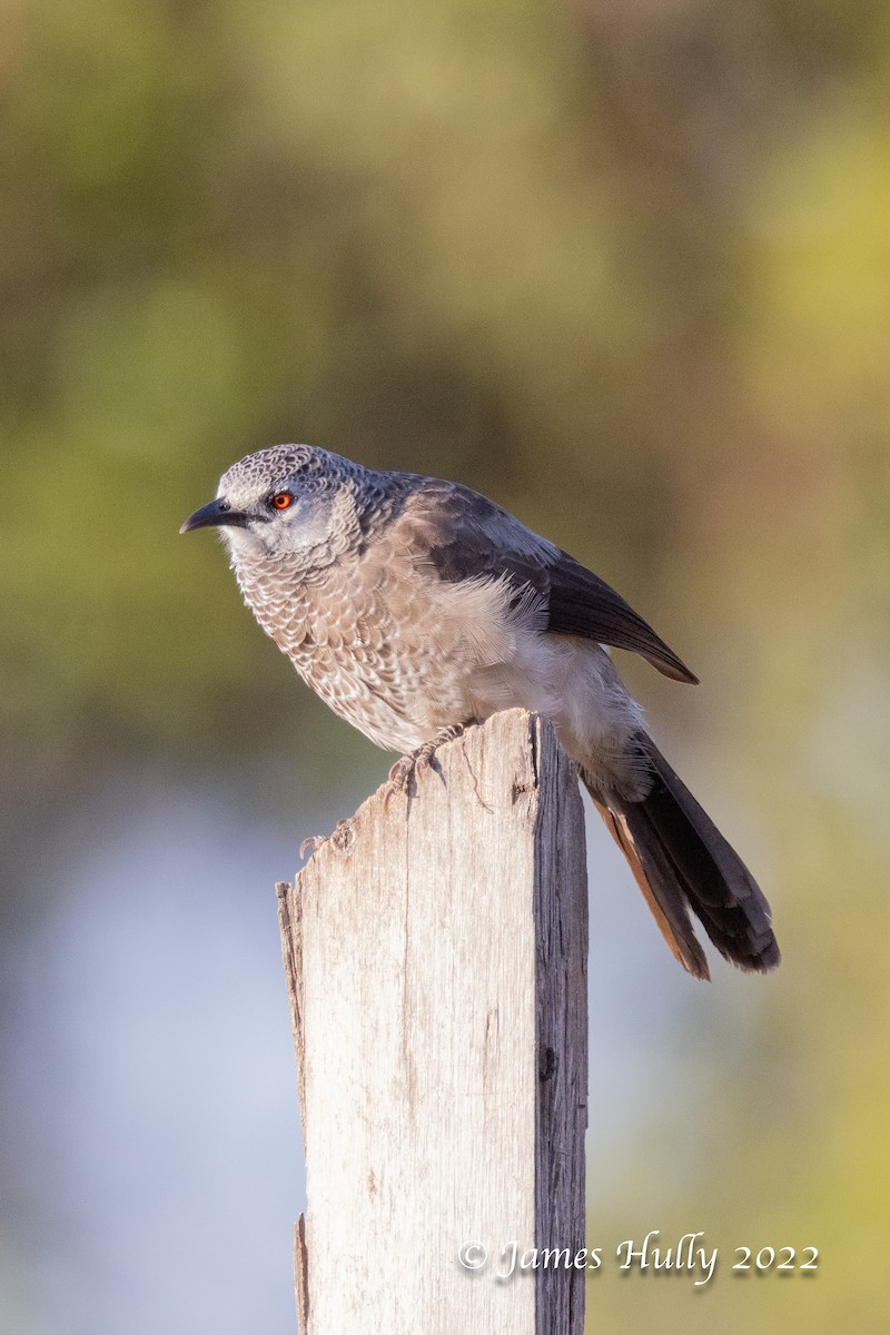 White-rumped Babbler - ML642351201