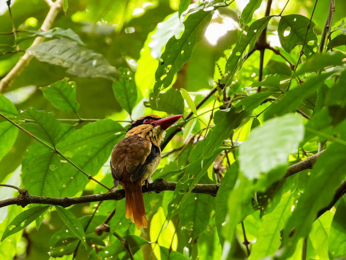 Sulawesi Lilac Kingfisher - ML642351204