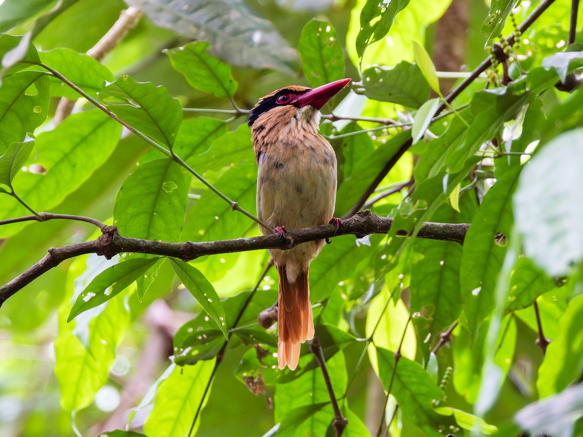 Sulawesi Lilac Kingfisher - ML642351205