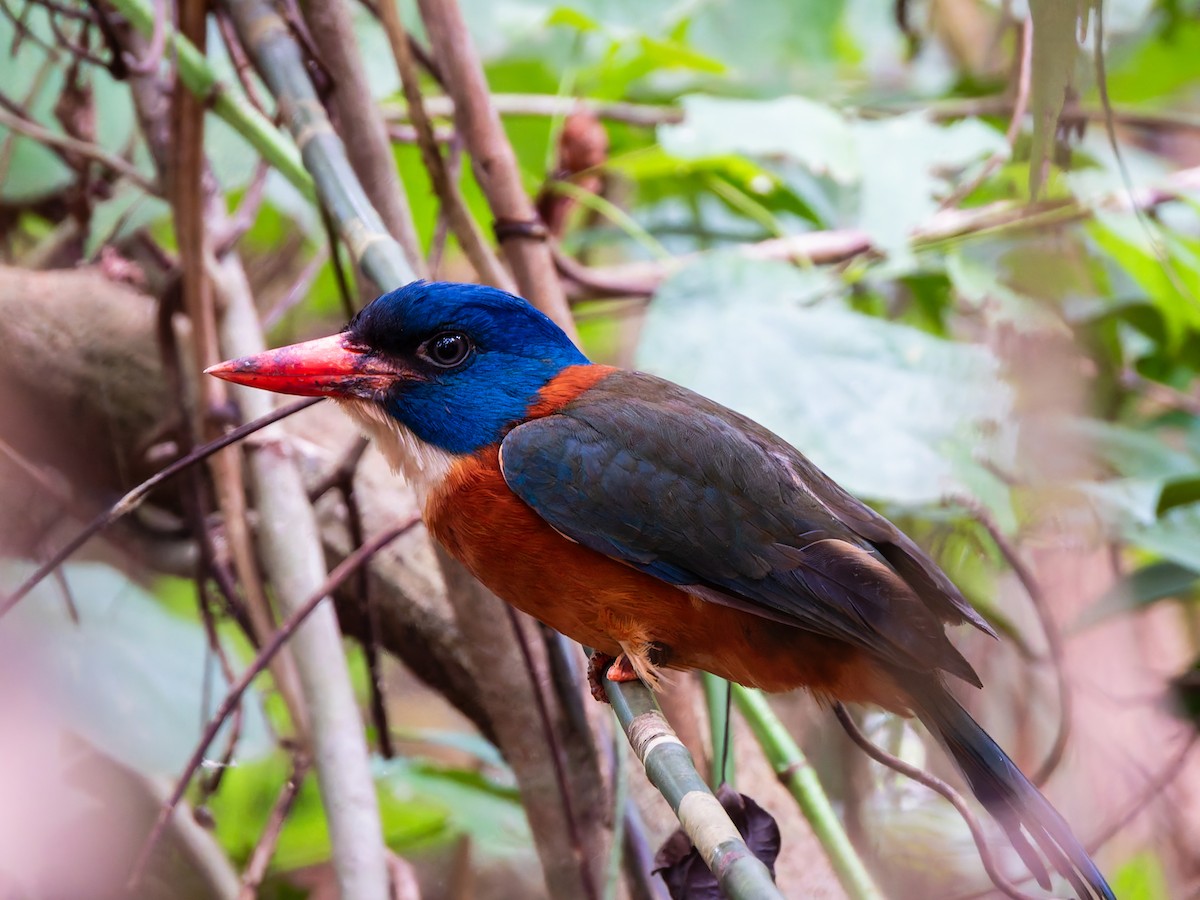 Green-backed Kingfisher (Blue-headed) - ML642351209