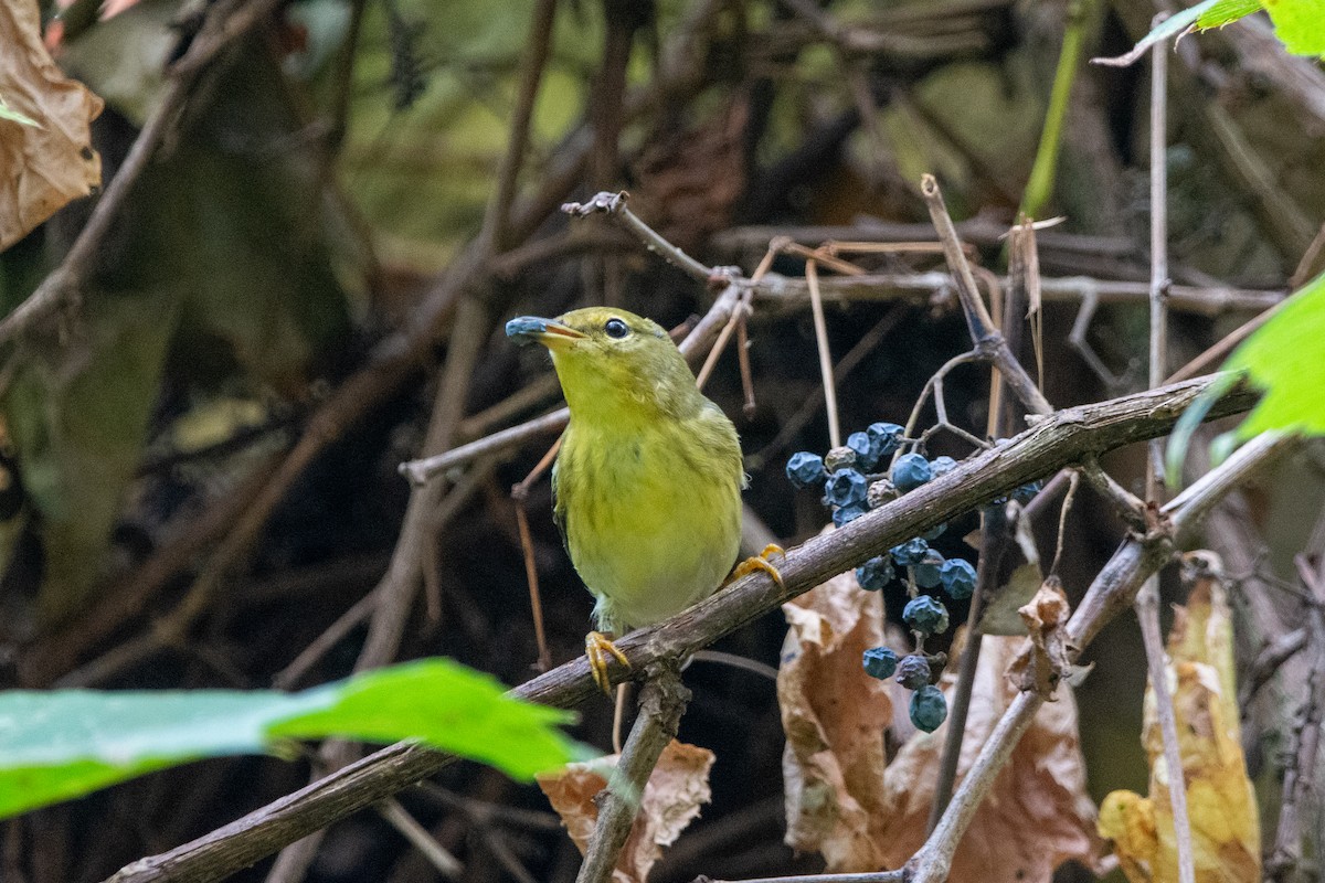 Blackpoll Warbler - ML642351238