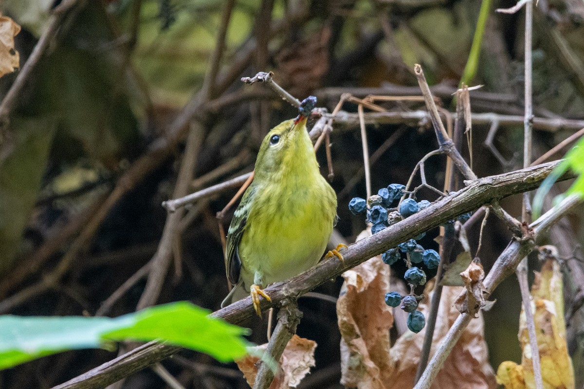 Blackpoll Warbler - ML642351239