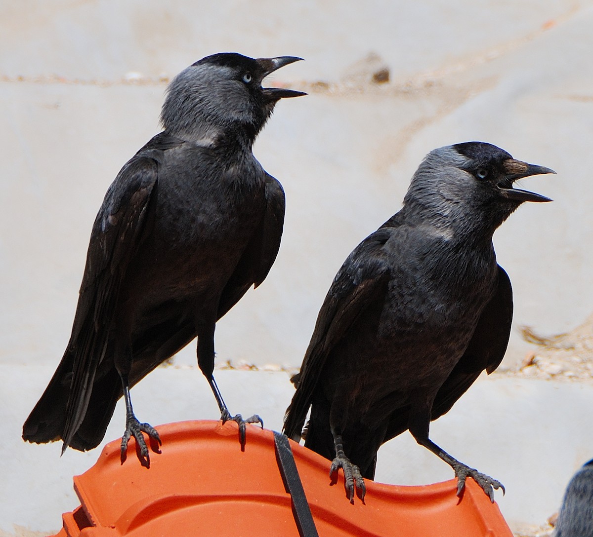Eurasian Jackdaw - ML642351242
