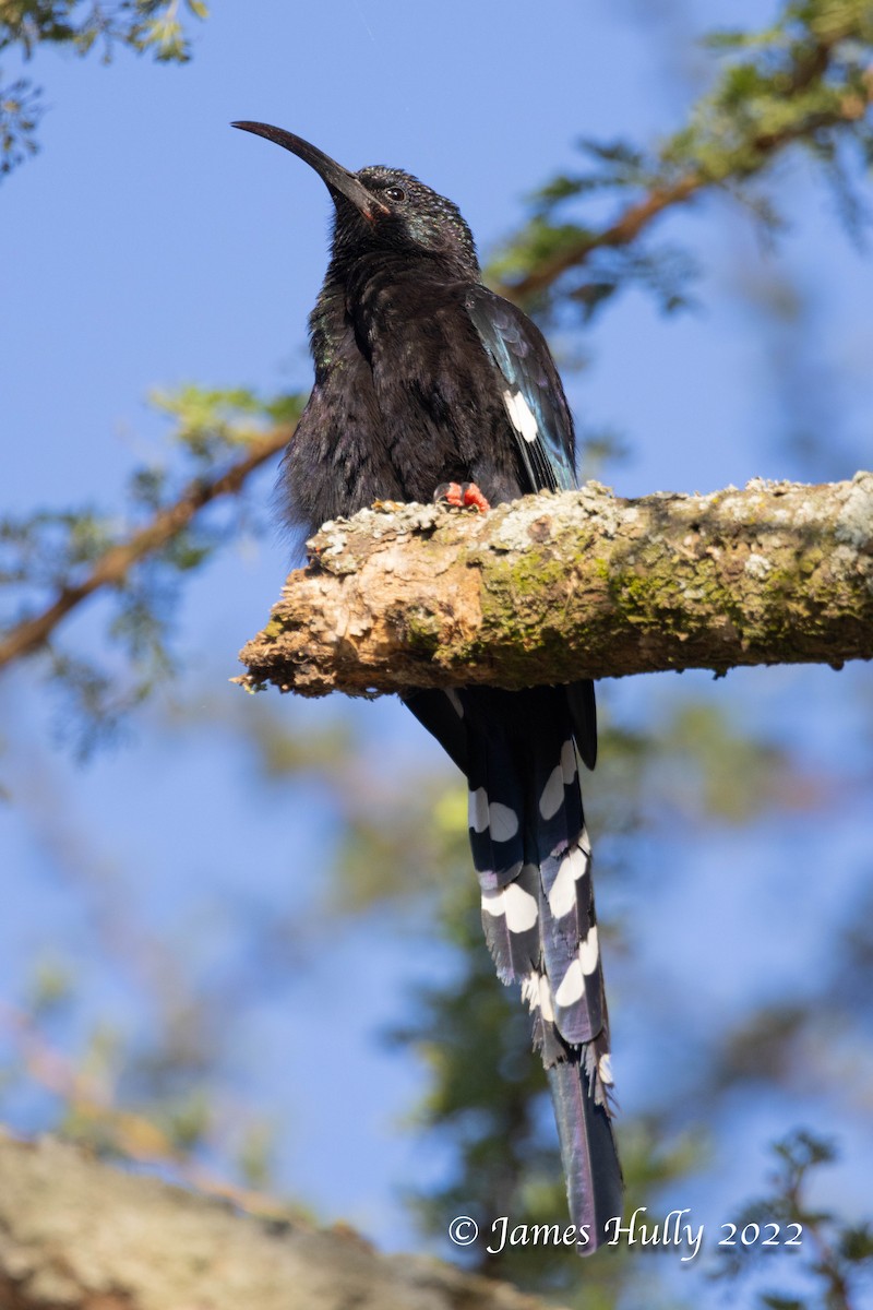 Black-billed Woodhoopoe - ML642351249