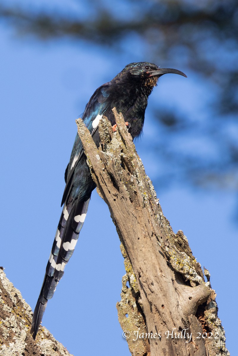 Black-billed Woodhoopoe - ML642351252