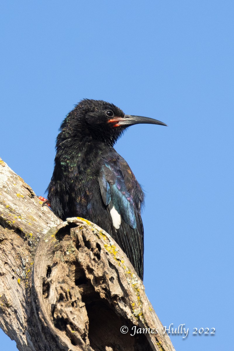 Black-billed Woodhoopoe - ML642351256