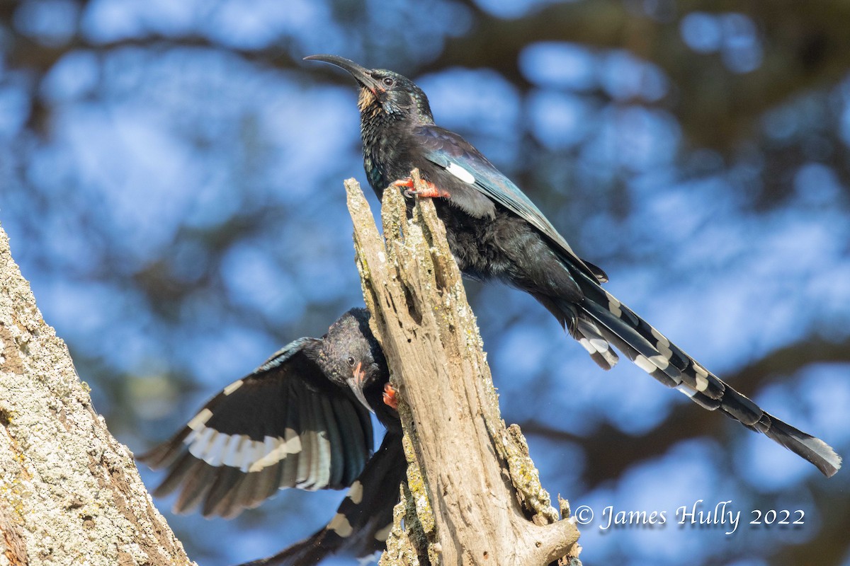 Black-billed Woodhoopoe - ML642351258