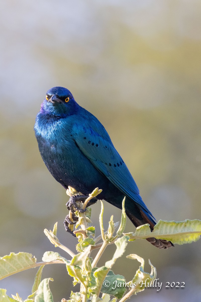Greater Blue-eared Starling - ML642351264