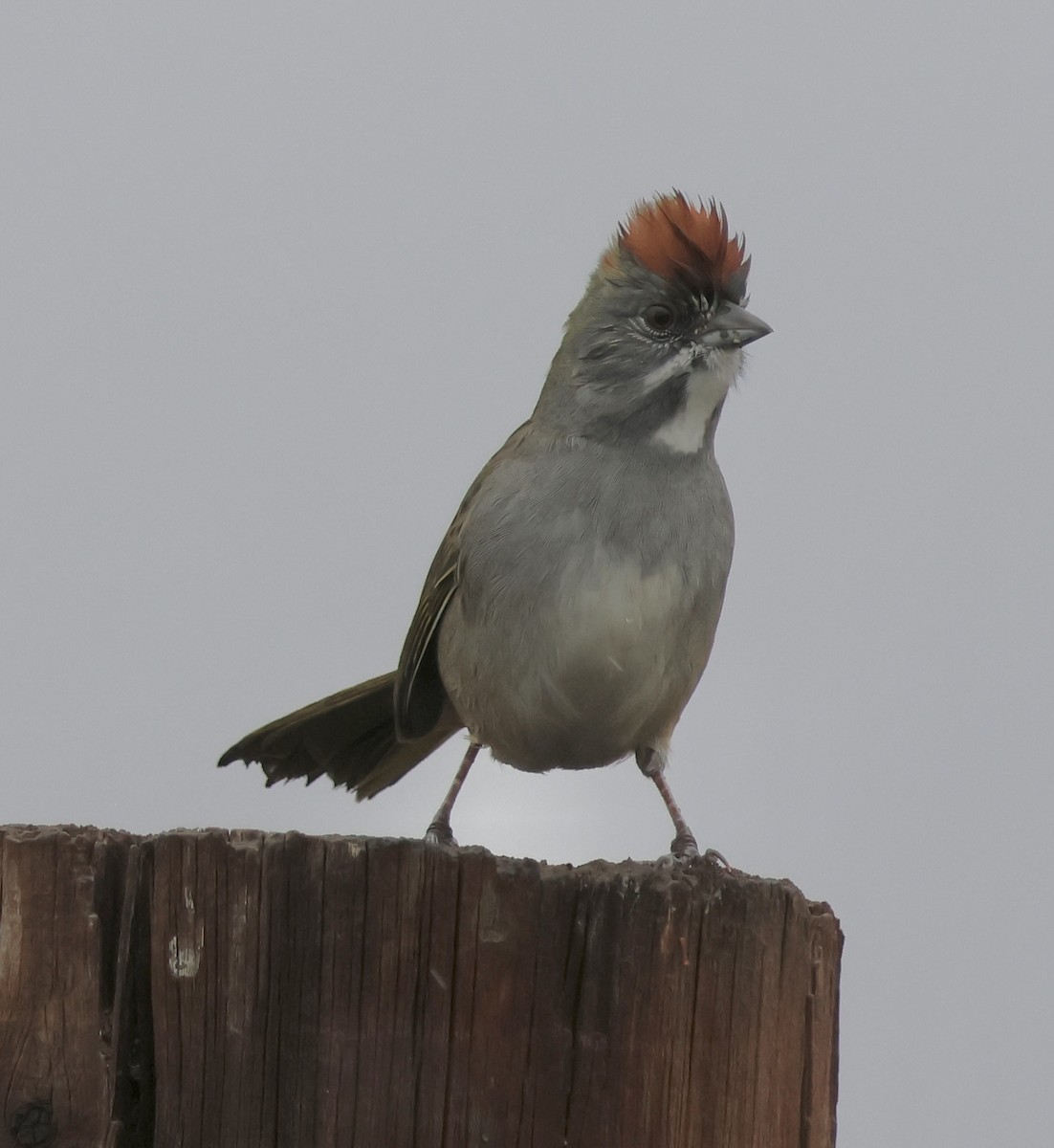 Green-tailed Towhee - ML642351267