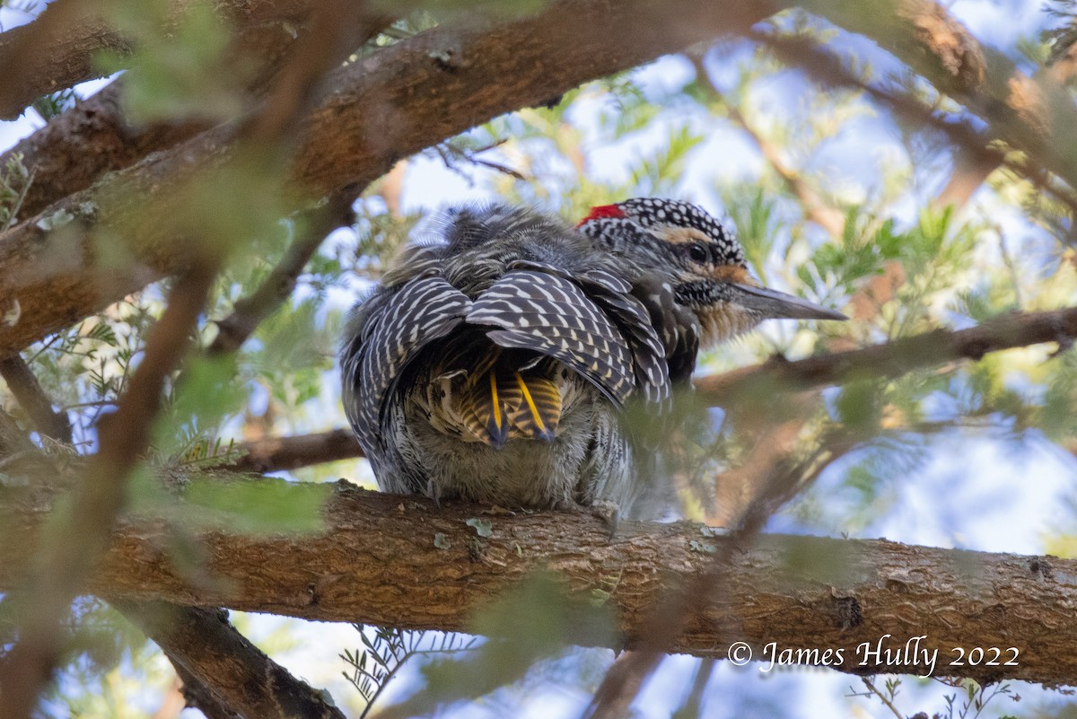 Nubian Woodpecker - ML642351278