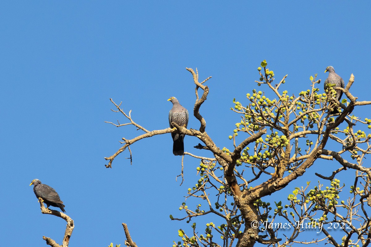 オリーブバト - ML642351288