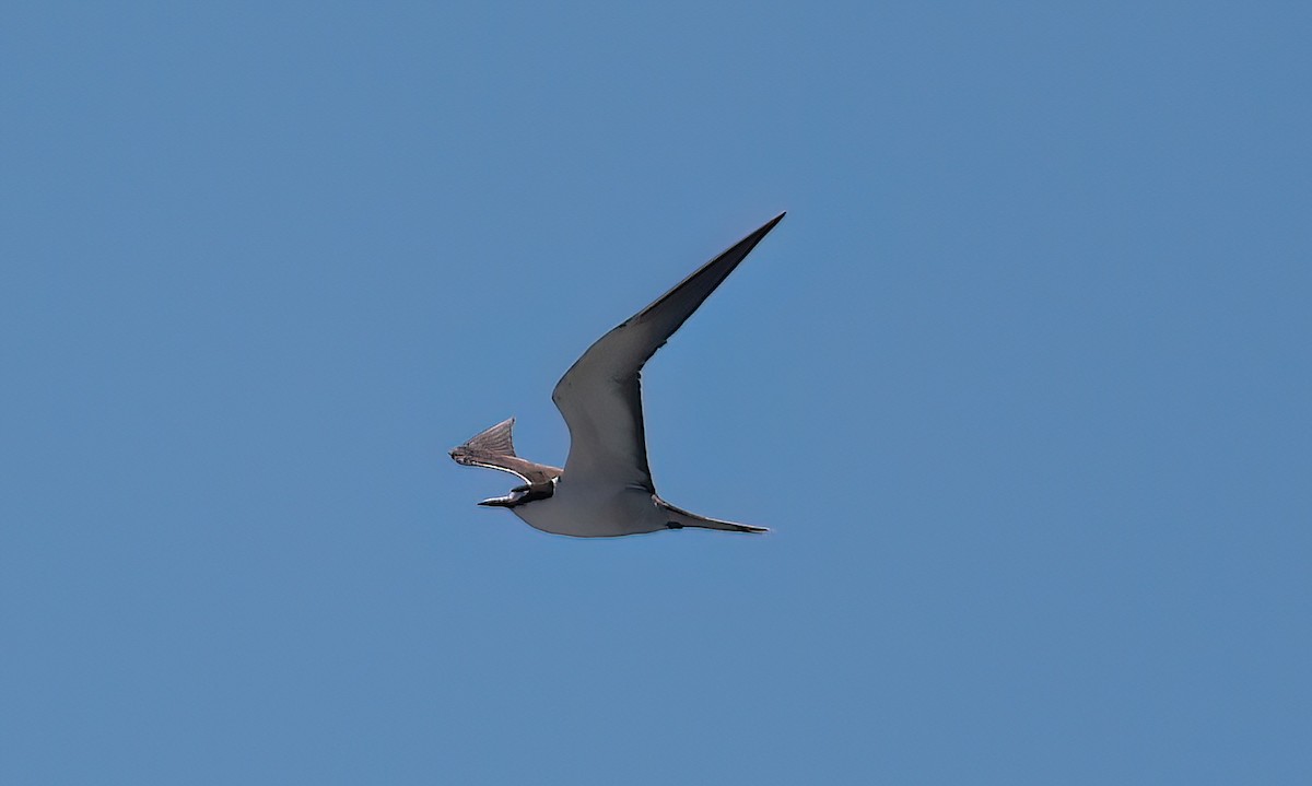 Sooty Tern - ML642351295