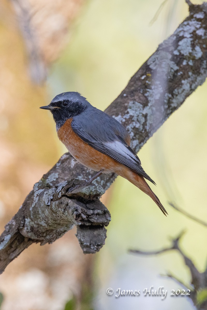 シロビタイジョウビタキ - ML642351296