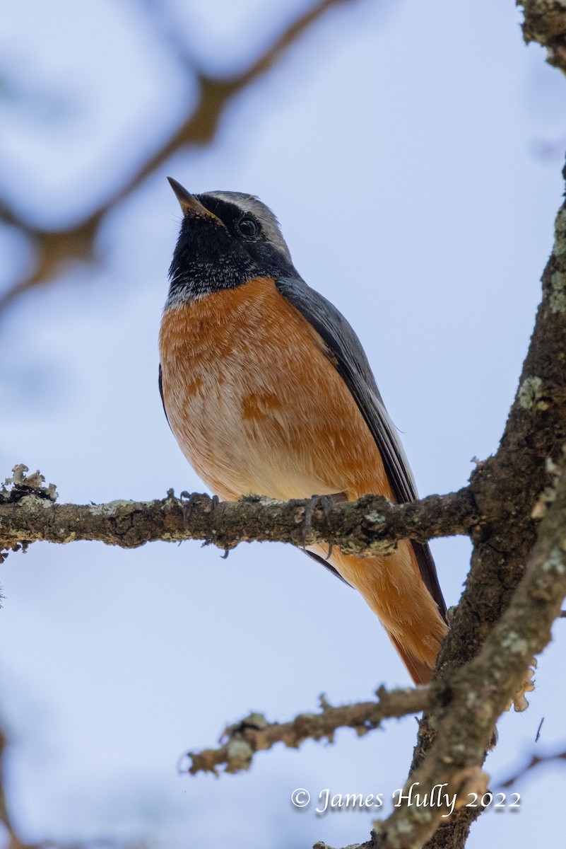 シロビタイジョウビタキ - ML642351297