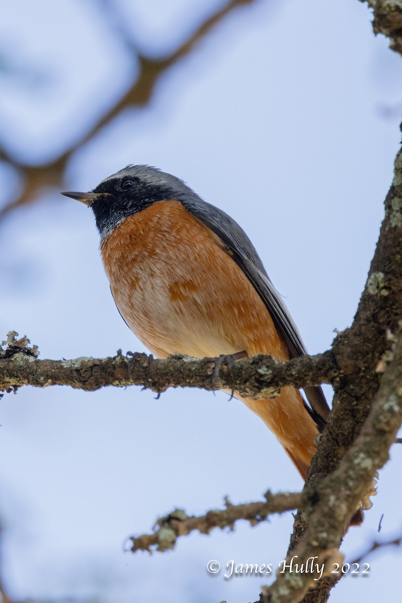 シロビタイジョウビタキ - ML642351298