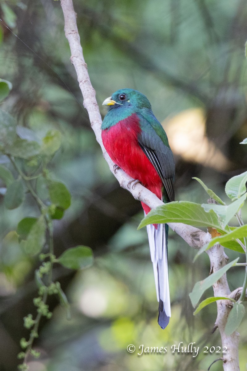 Narina Trogon - ML642351307