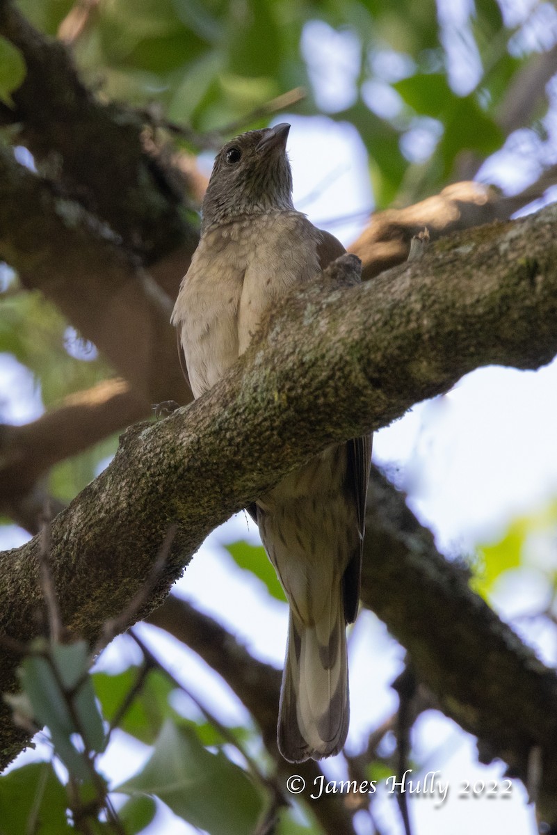 Scaly-throated Honeyguide - ML642351332
