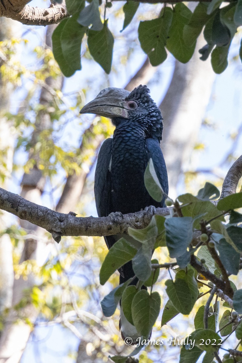 ギンガオサイチョウ - ML642351337