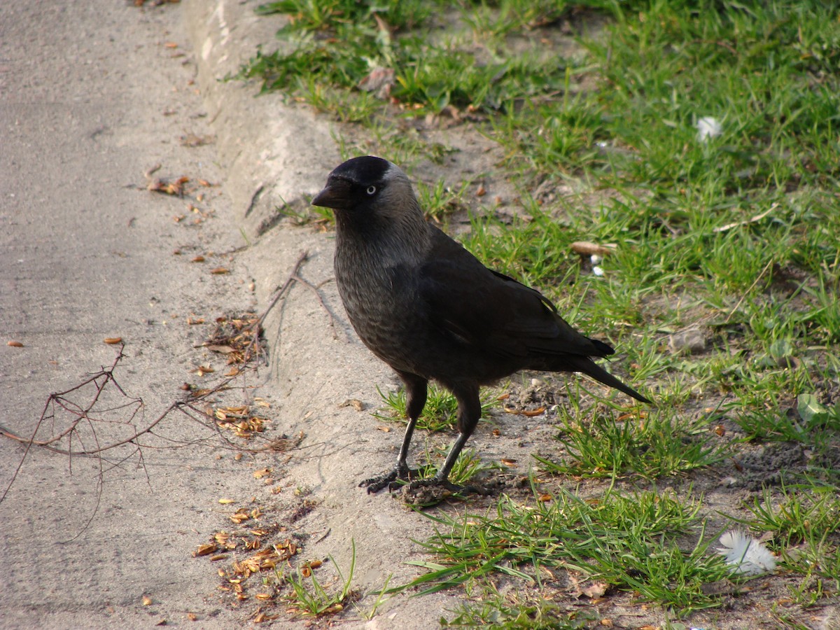 Eurasian Jackdaw - ML642351351