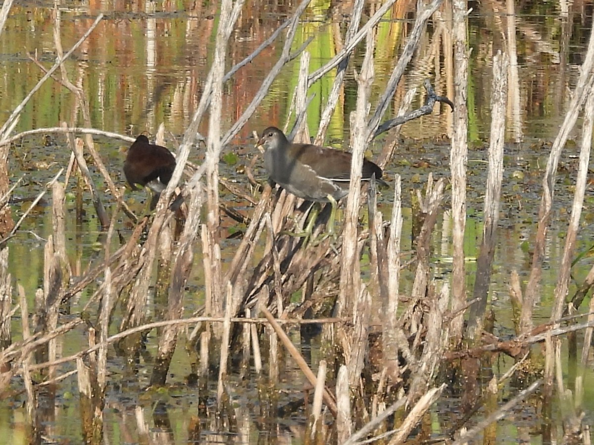 Common Gallinule - ML642351354