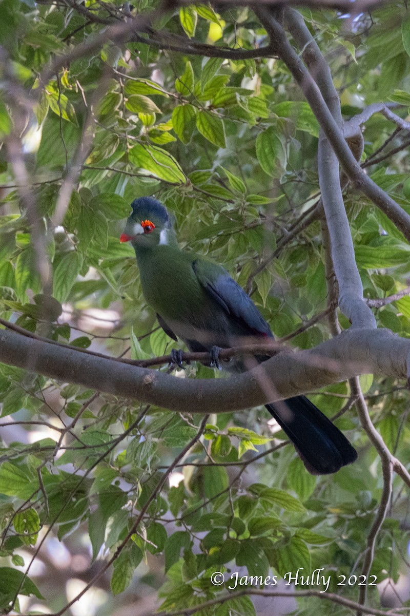 ホオジロエボシドリ - ML642351356