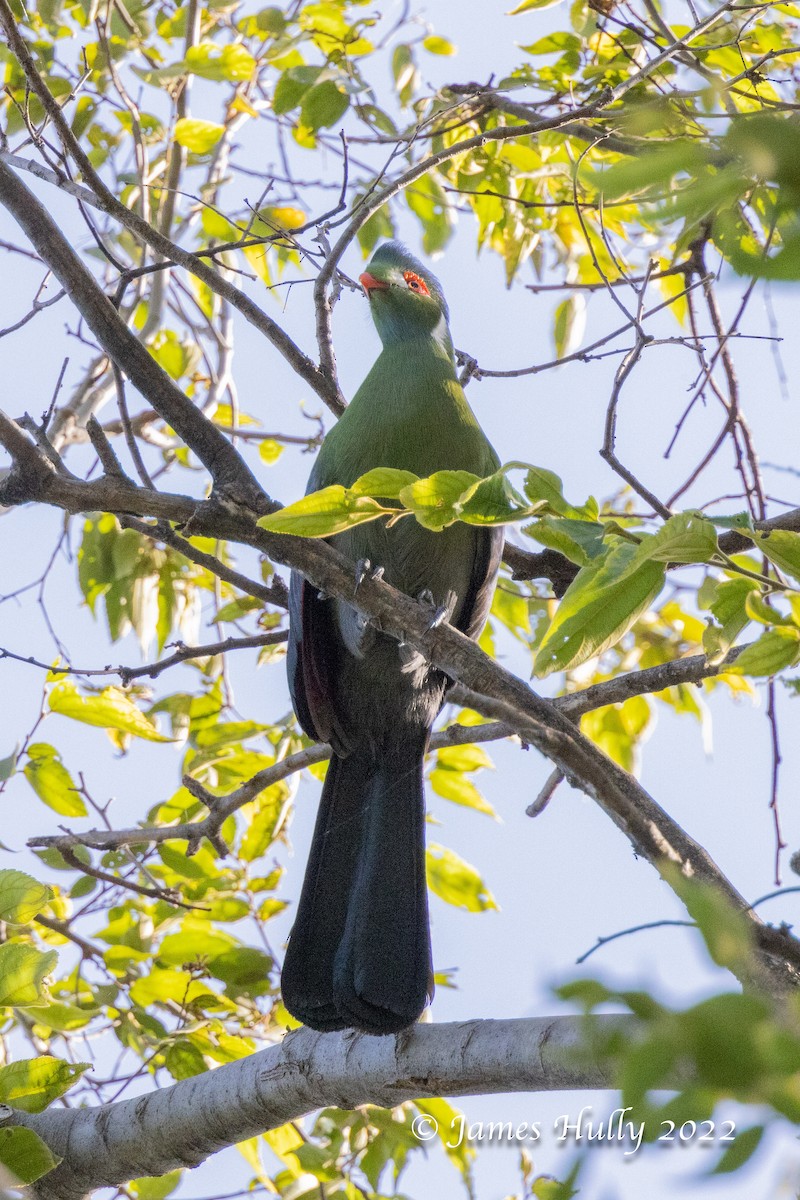 ホオジロエボシドリ - ML642351358