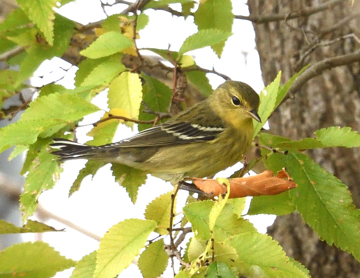 Blackpoll Warbler - ML642351367