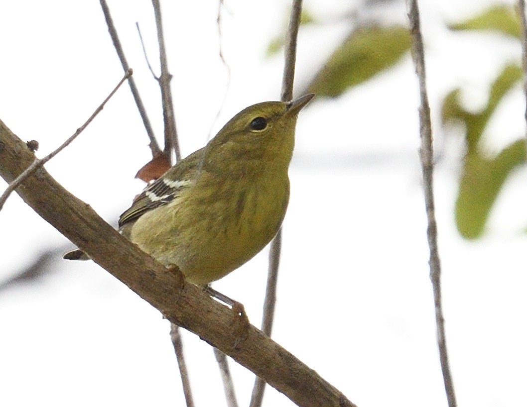 Blackpoll Warbler - ML642351368