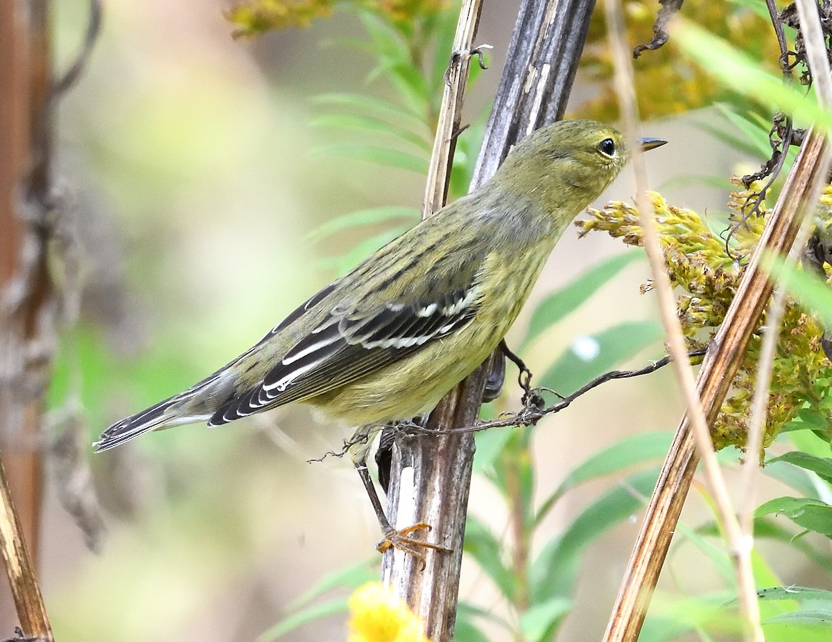 Blackpoll Warbler - ML642351369