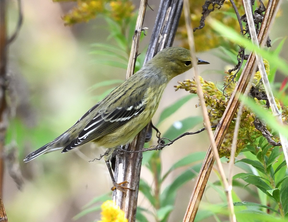Blackpoll Warbler - ML642351370