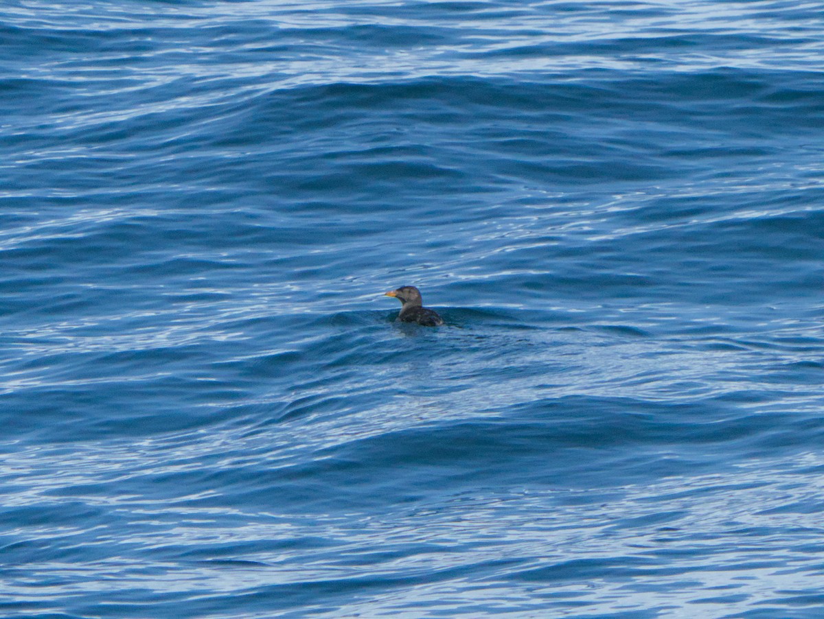 Rhinoceros Auklet - ML642351371