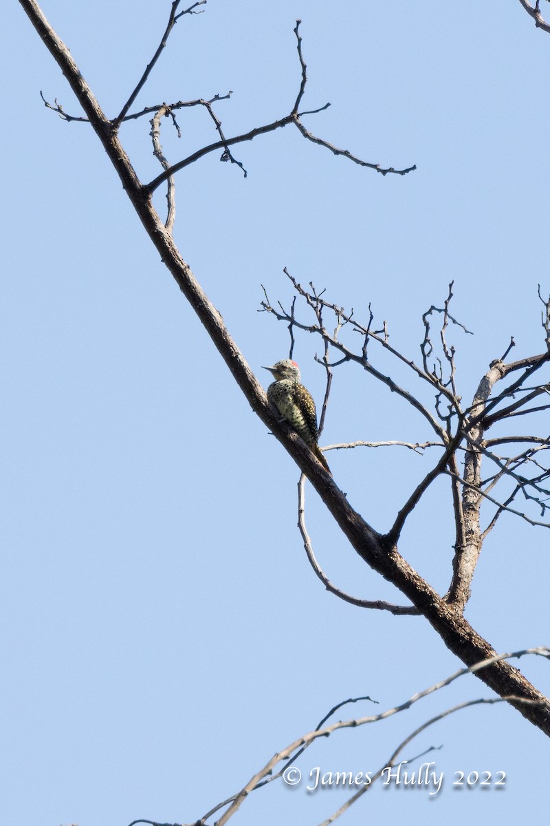 Nubian Woodpecker - ML642351373