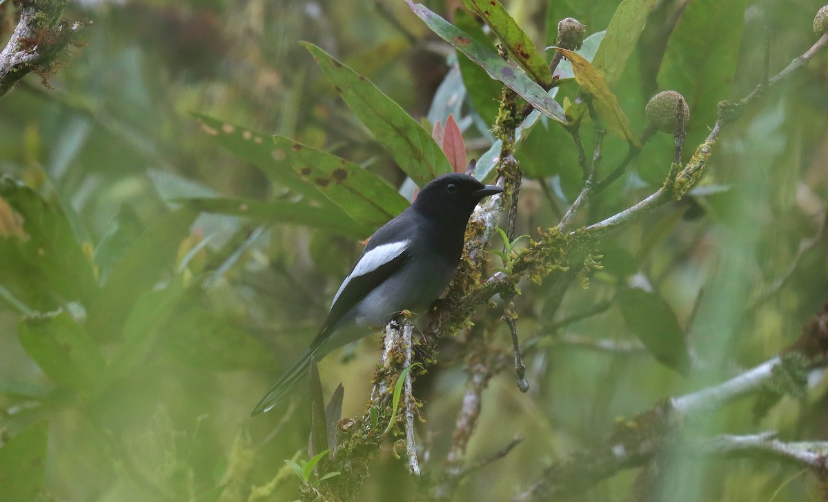McGregor's Cuckooshrike - ML642351380