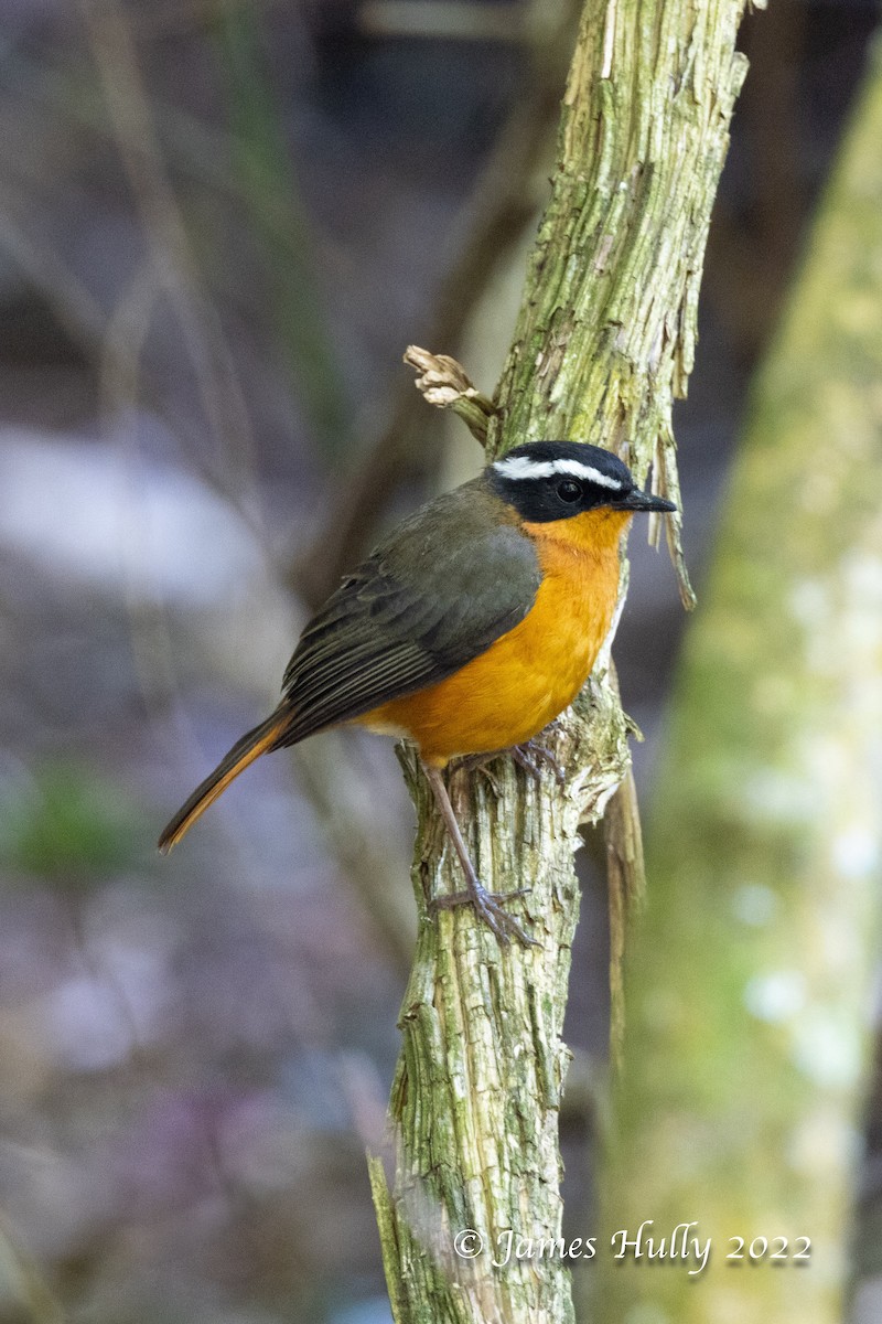 オグロツグミヒタキ - ML642351390