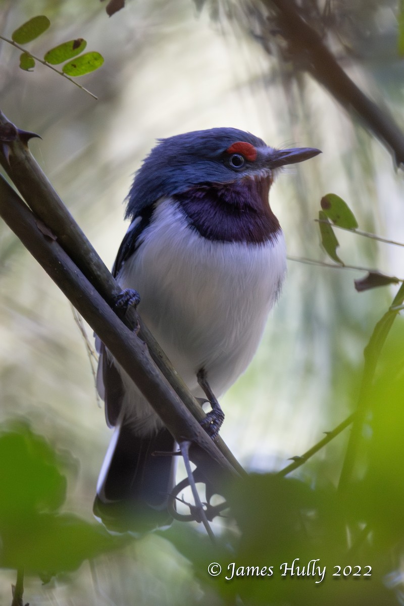 Brown-throated Wattle-eye - ML642351398